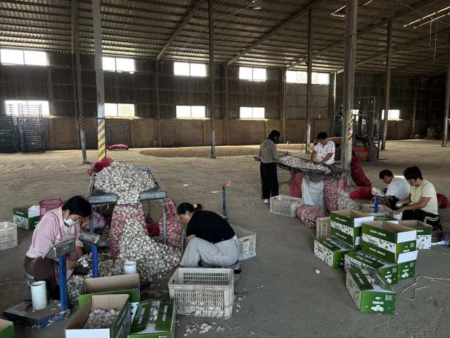 People working with garlic and cartons in the facility