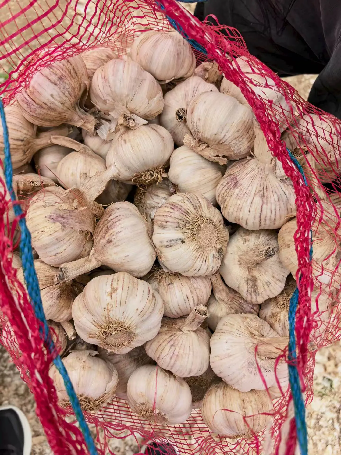 Close-up of whole garlic bulbs in a mesh sack, with their natural outer skins visible